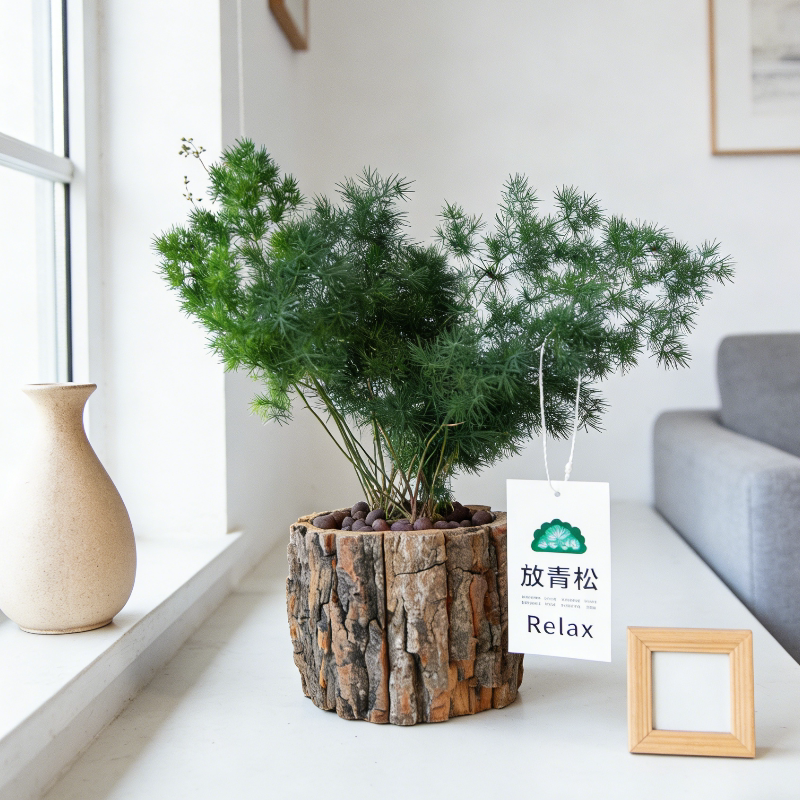 蓬莱松苔藓球植物盆栽办公室桌面精致清新好养净化空气盆景放青松