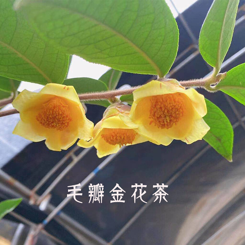 隆安毛瓣金花茶树苗盆栽茶花树苗名贵花卉稀有品种原生金花茶苗
