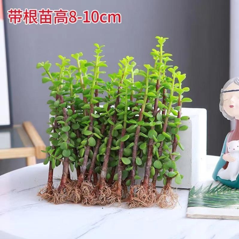 金枝玉叶小苗盆栽金玉满堂盆栽独颗多肉盆景小叶玉树老桩绿植花卉