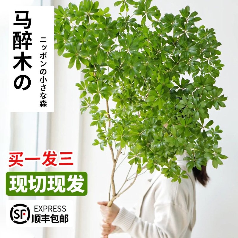 马醉木水培植物鲜切树枝条日本吊钟盆栽室内花卉小绿植好水养盆栽-封面