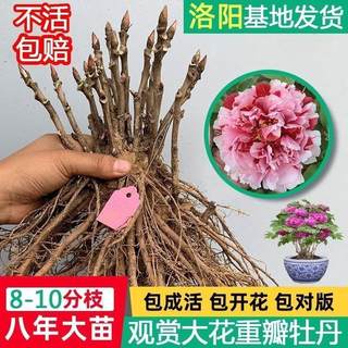 洛阳正宗重瓣牡丹花苗北方耐寒带芽孢缠枝大树苗庭院室内阳台旺宅