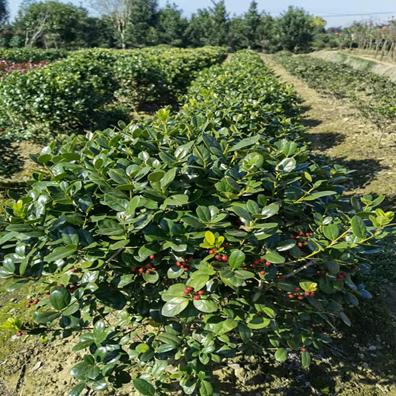 无刺枸骨富贵子吉祥果春花秋果火红果盆栽别墅庭院四季常青好养