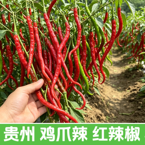 贵州新鲜红辣椒线椒正宗鸡爪辣现摘现发农家自种辣椒当季时令辣椒