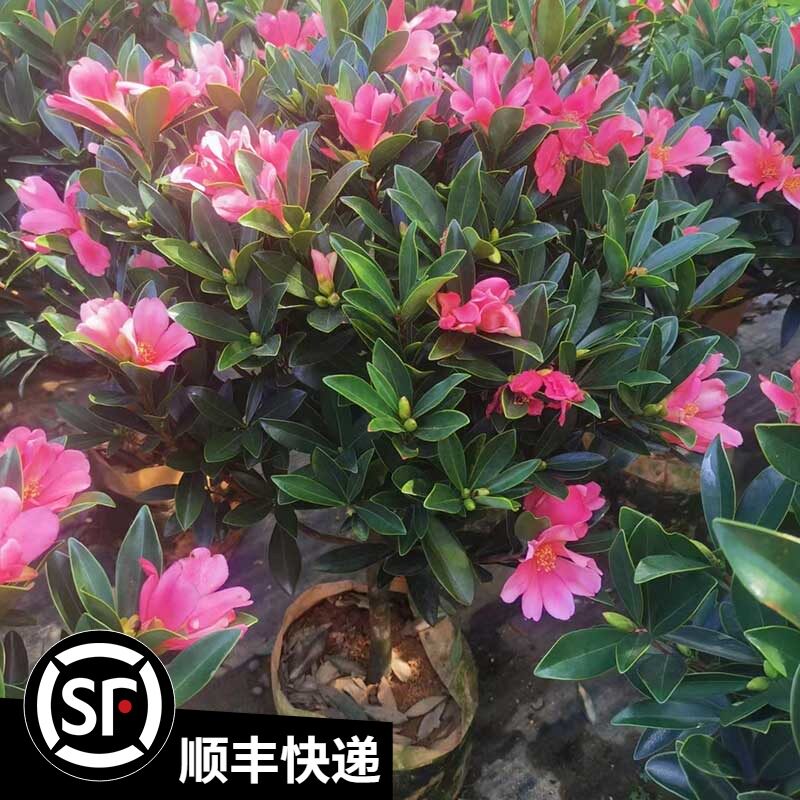 高档四季杜鹃红山茶盆栽带花苞净化空气精品花苗阳台红花植物实用