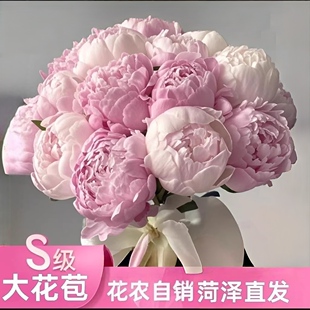 菏泽基地进口重瓣大花苞芍药鲜切铁蛋水养花卉花束鲜花直发批发