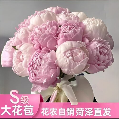 菏泽基地进口重瓣大花苞芍药鲜切铁蛋水养花卉花束鲜花直发批发