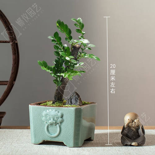 OIMG小叶紫檀盆栽盆景树苗盆栽老桩客厅办公室四季常青绿植物室内