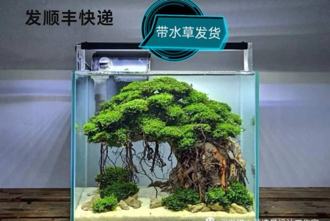 莫丝树 辣椒榕 迷你榕丁香树 懒人水草缸骨架 阴性水草 成品造景