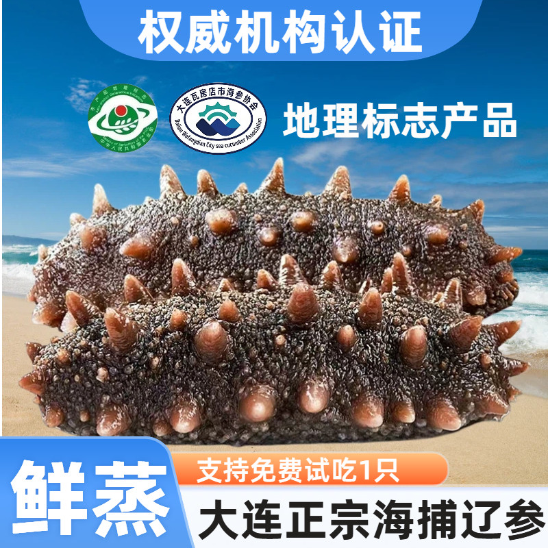 鲜蒸即食海参大连瓦房店海参协会认证地标产品单个装辽参顺丰包邮