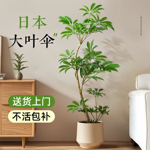 日本大叶伞保罗老桩绿植室内大型落地式植物客厅办公室大盆栽好养