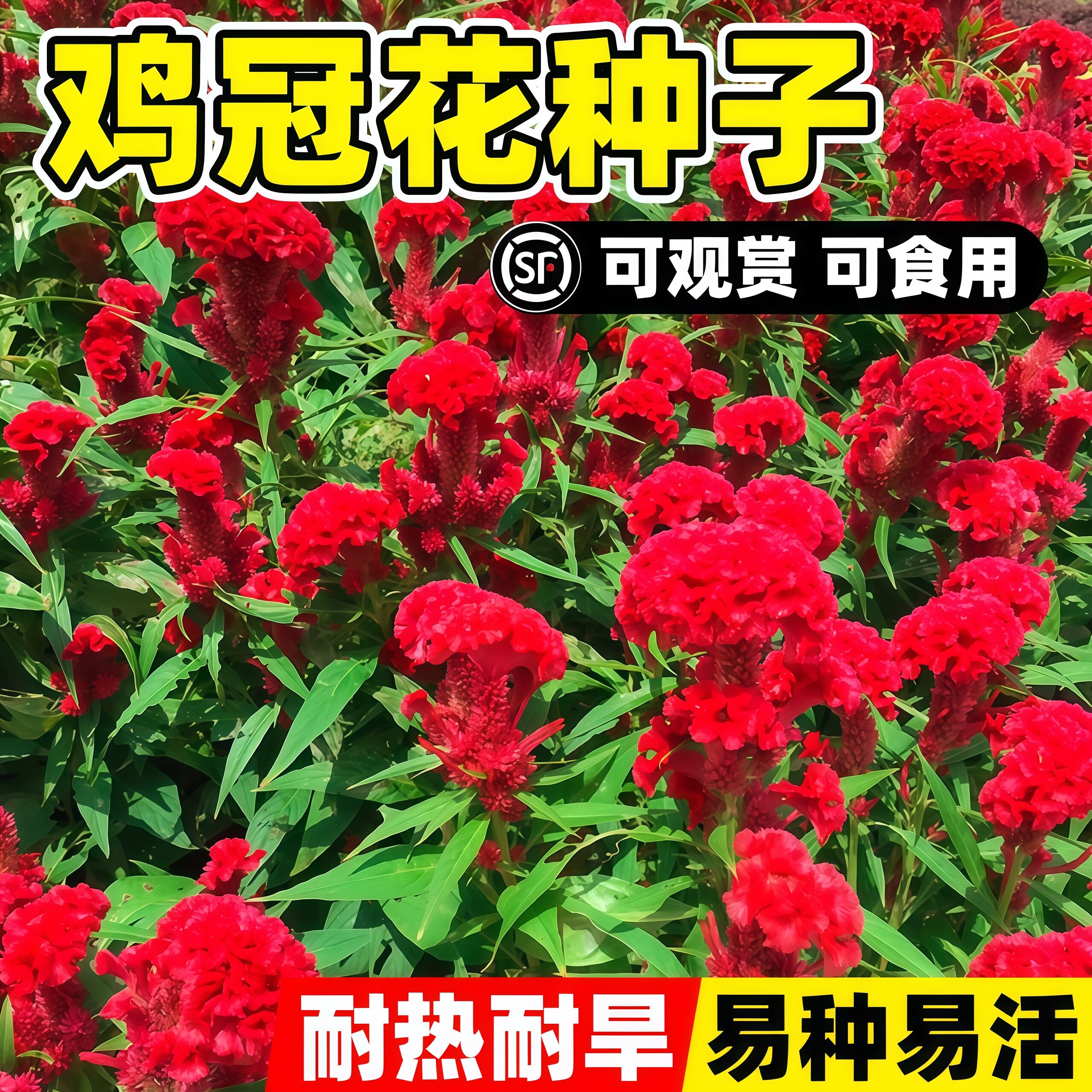鸡冠花种子凤尾羽状花籽四季播种好养易活室内外盆栽景观花卉种籽