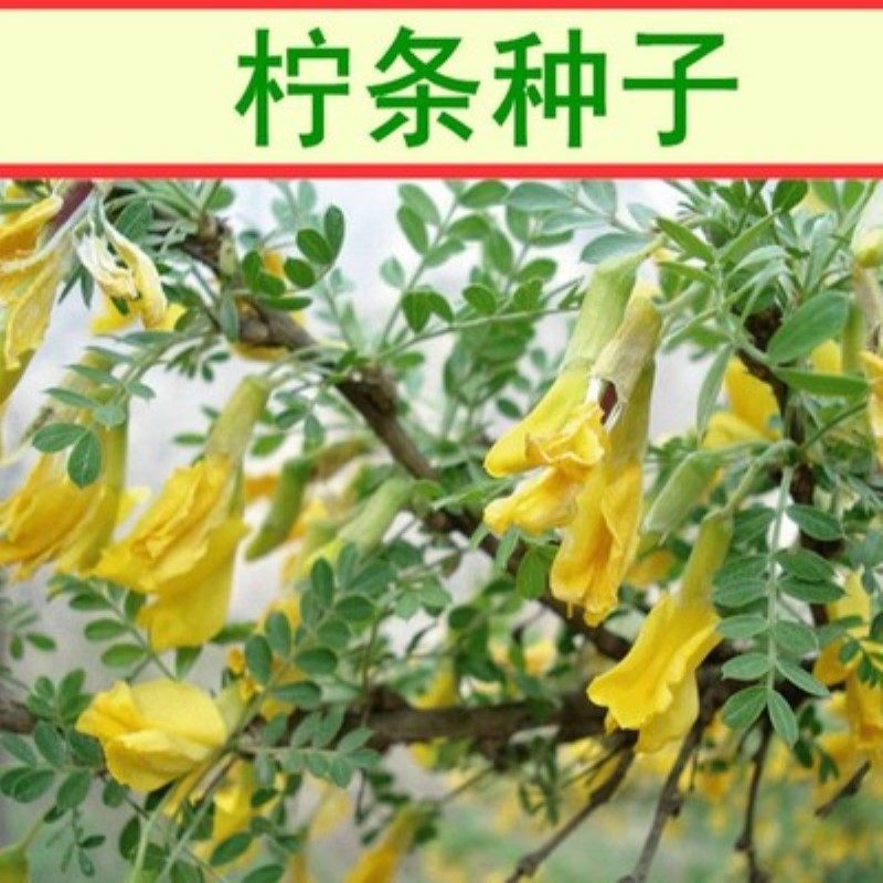 拧条种子 毛条 可做牧草 畜牧用 白柠条柠条锦鸡儿种籽