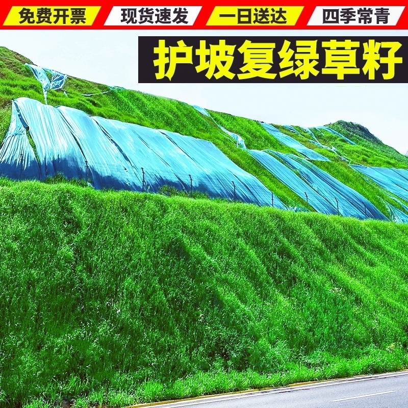 护坡固土绿化草籽四季青草种