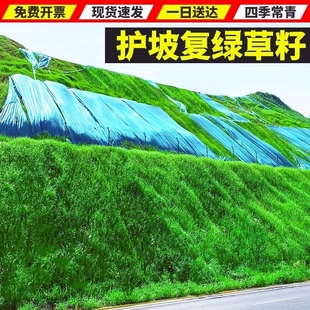 护坡固土草籽四季常青边坡绿化草坪耐旱狗牙根鱼塘护坡王草种籽子