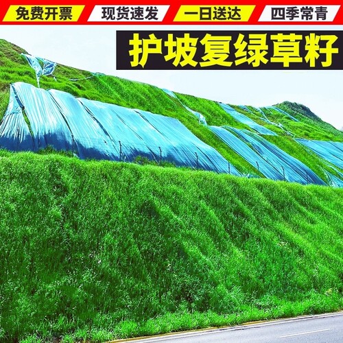 护坡固土绿化草籽四季青草种