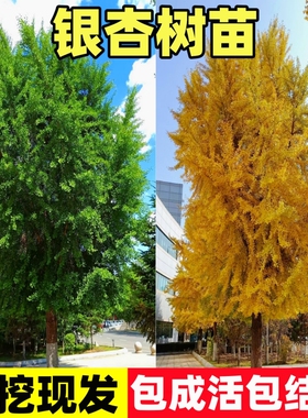 银杏树活苗金叶白果别墅庭院绿化风景拆迁大树苗行道树南北方种植