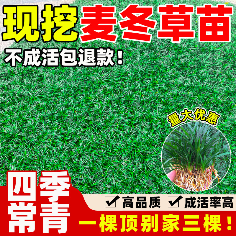 四季常青麦冬草苗耐寒日本矮麦冬玉龙草旱庭院草坪绿化细叶麦冬苗图片