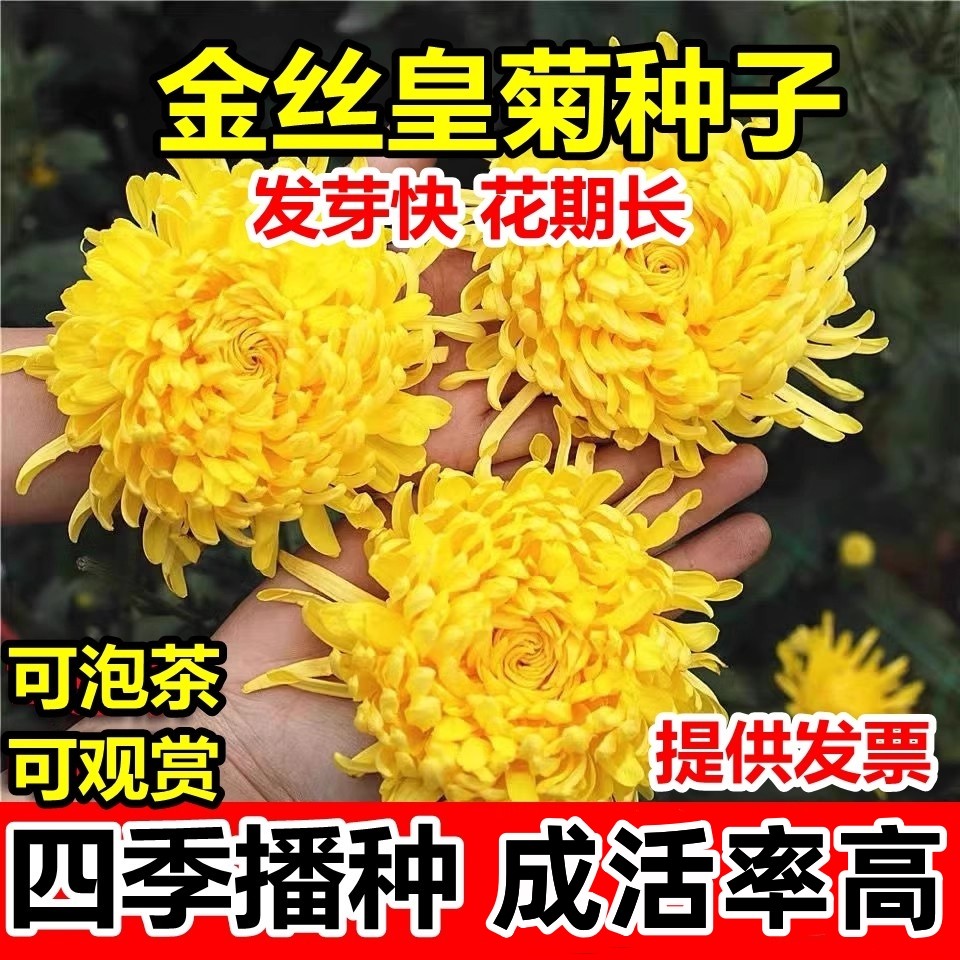 金丝皇菊种子盆栽植物贡菊杭白菊庭院泡茶黄菊花食用花卉菊花种籽,鲜花速递/花卉仿真/绿植园艺,家庭园艺种子,淘宝优惠券,粉丝福利购,淘宝优惠卷