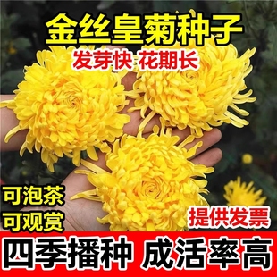 金丝皇菊种子盆栽植物贡菊杭白菊庭院泡茶黄菊花食用花卉菊花种籽
