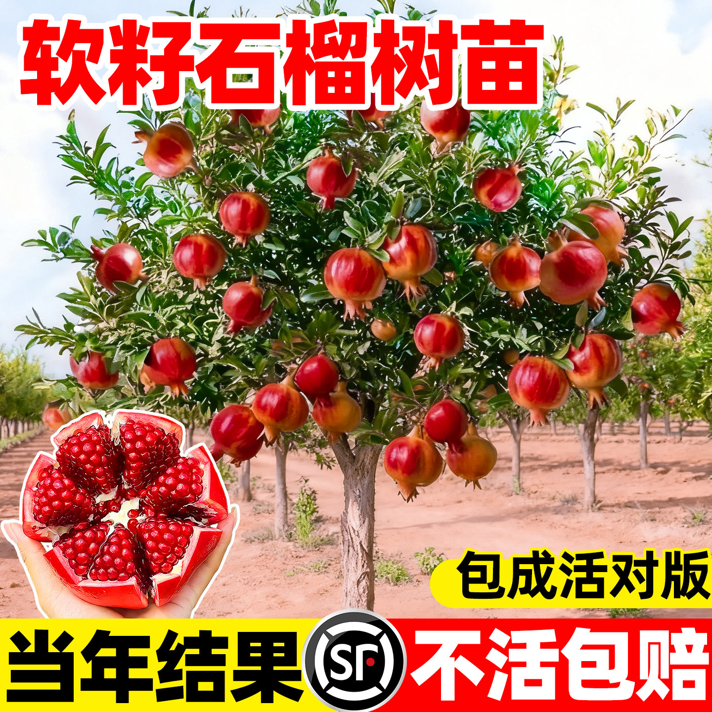 石榴树树苗突尼斯软无籽特大甜果苗盆栽老桩嫁接四季庭院南方种植