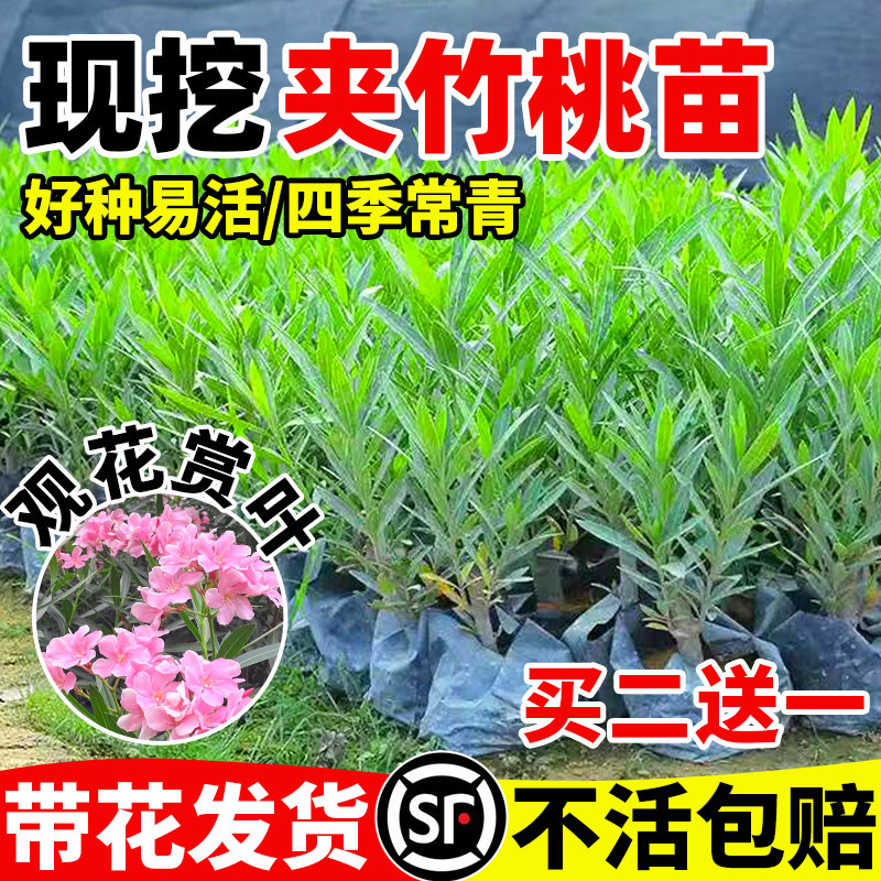 四季常青夹竹桃树苗盆栽绿化苗室外绿植地栽柳叶桃驱蚊草绿篱花卉 - 实物图
