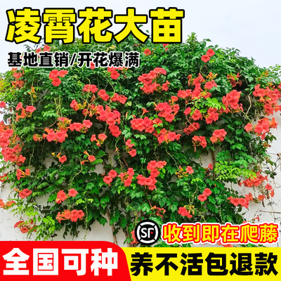 花思萱凌霄花爬藤大苗粉色植物