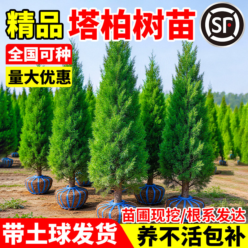 塔柏树苗四季常青松柏苗耐贫瘠庭院墓地绿化龙柏侧柏耐寒风景树苗
