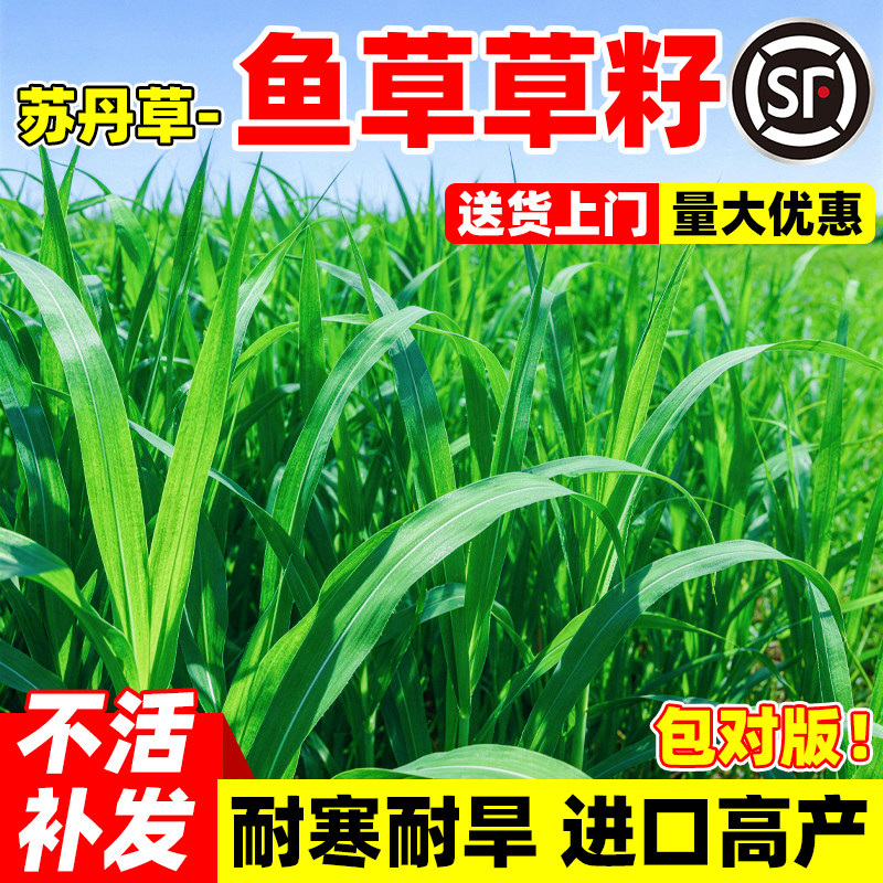 鱼草草籽黑麦草苏丹草鱼塘种植畜牧养殖鱼虾专用四季高产多年生