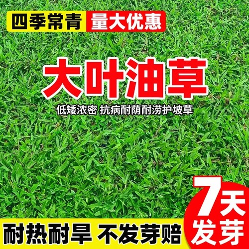 正宗大叶油草草籽庭院绿化地毯草种子矮生免修剪四季常青草坪草籽