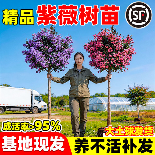 紫薇树苗百日红庭院盆栽地栽耐寒花卉南北方种植开花树绿化苗木
