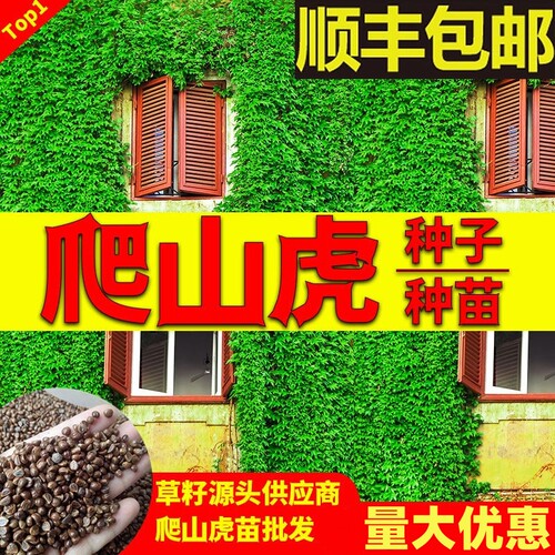 爬山虎四季常青爬藤植物耐寒耐旱