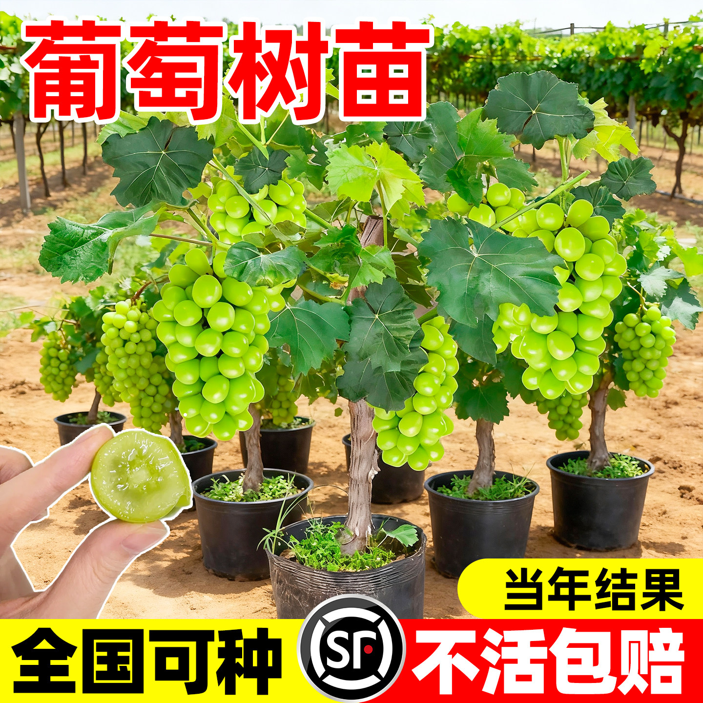 葡萄树苖特大巨峰无籽阳光玫瑰葡萄苗蓝宝石南爬藤北方种当年结果