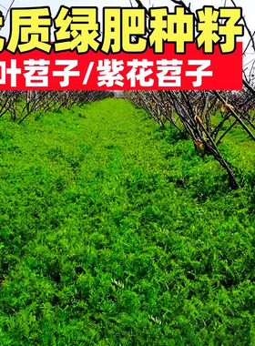 绿肥种籽毛叶苕子种长柔毛野豌豆种子果园光叶紫花苕养蜂蜜源草种