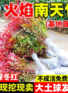 火焰南天竹盆栽真树苗客厅庭院红叶老桩落地植物耐寒竹子盆景绿植