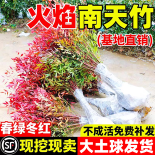 火焰南天竹盆栽真树苗客厅庭院红叶老桩落地植物耐寒竹子盆景绿植