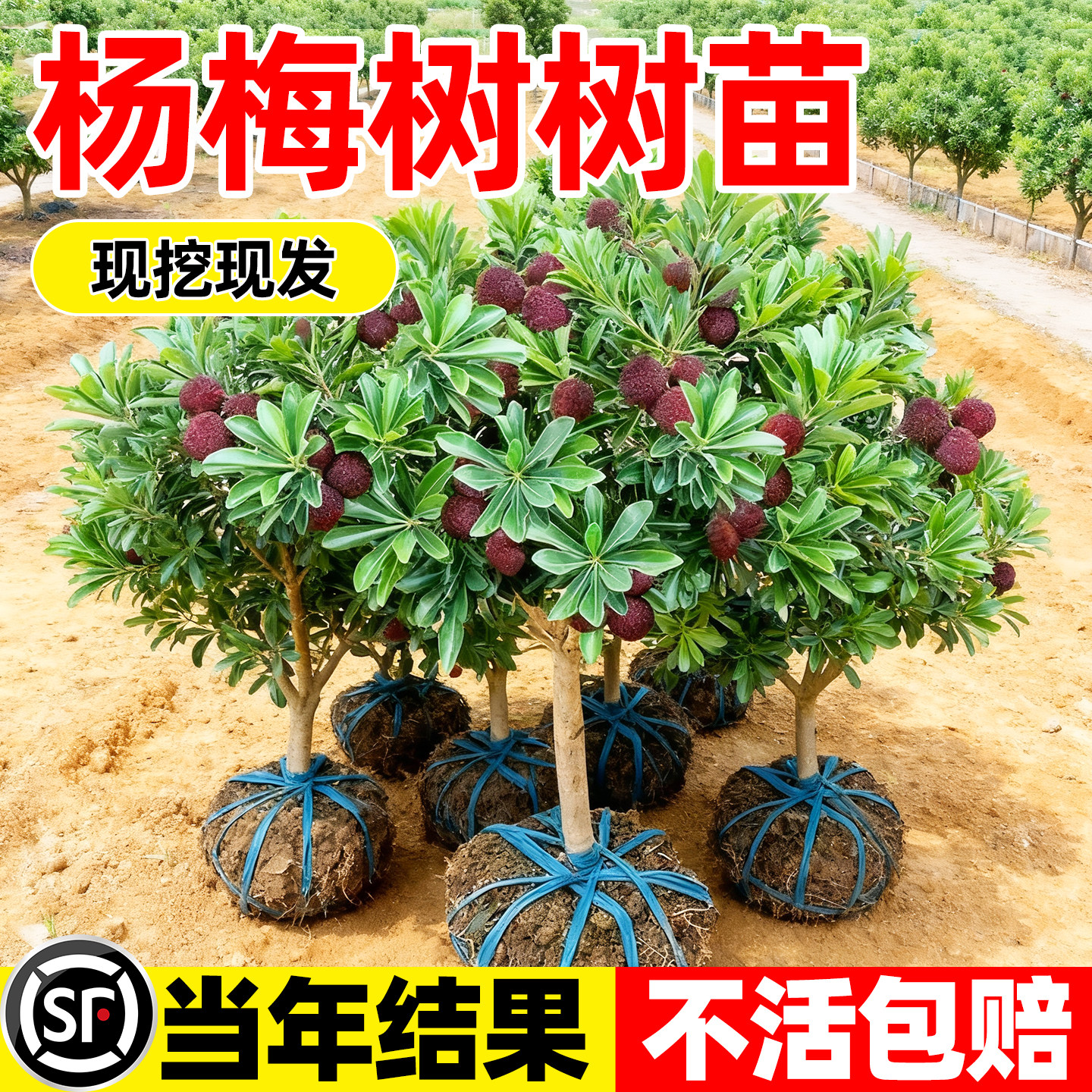 东魁杨梅树树苗正宗嫁接黑炭杨梅树树苗南北方种植盆地栽当年结果