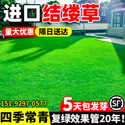 日本结缕草种子中华结缕草草籽四季青矮生耐践踏民宿露营草坪种籽