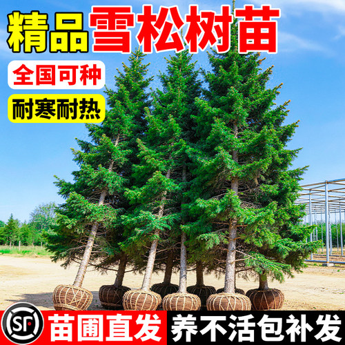 雪松树苗四季常青庭院别墅风景树耐寒耐旱耐贫瘠大型雪松绿化苗木