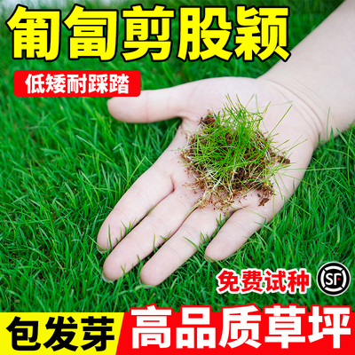 匍匐剪股颖草籽矮生高尔夫球场别墅庭院绿化四季青A4本特草坪种子