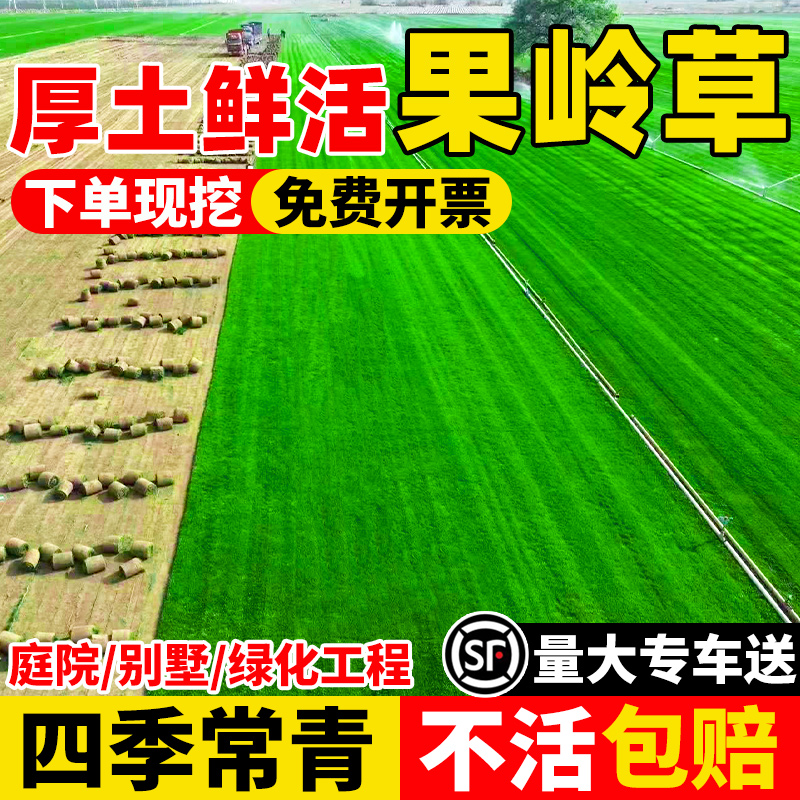 果岭草草皮带泥土别墅庭院绿化植物四季青马尼拉真草草坪带土草皮