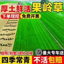 果岭草草皮带泥土别墅庭院绿化植物四季青马尼拉真草草坪带土草皮