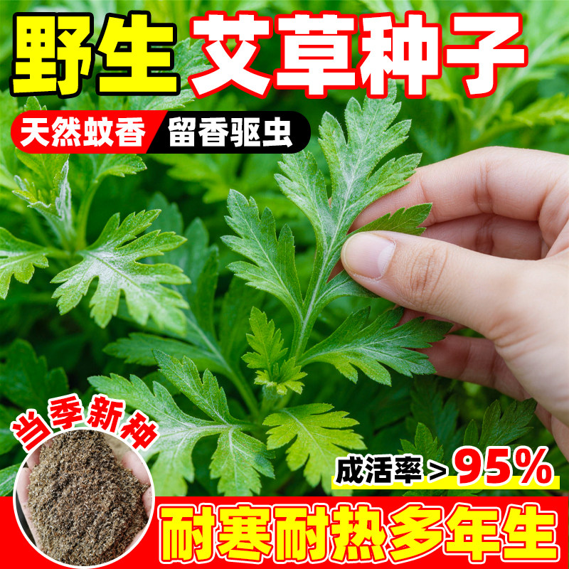 艾草种子四季种植野生药用大叶艾蒿艾草籽驱蚊多年生庭院阳台种植