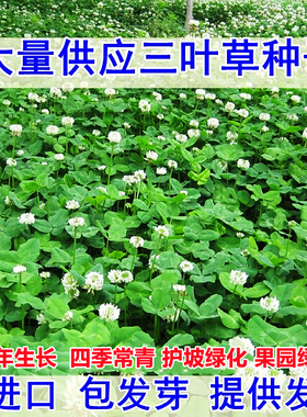 三叶草种子白三叶草籽红三叶草籽四季青草坪牧草果园绿肥四季播种