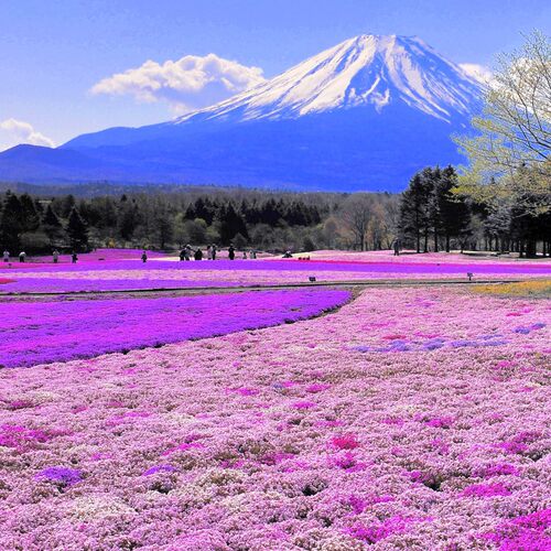 低矮 耐寒 樱花 种子 福禄 考花籽室 庭院