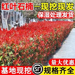 红叶石楠树苗篱笆苗四季常青室外庭院花园工程绿化苗木花卉绿植物