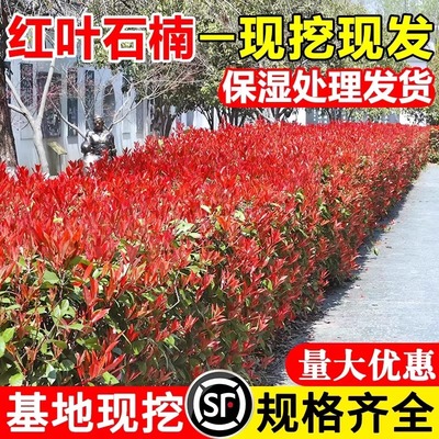 红叶石楠树苗四季常青绿篱笆苗