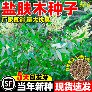 盐肤木种子四季常青耐寒多年生护坡固土易种植易栽培耐寒草籽灌木