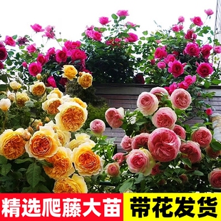 1米8母系大苗蔷薇花苗藤本月季苗特大花爬藤植物攀援花卉盆栽玫瑰