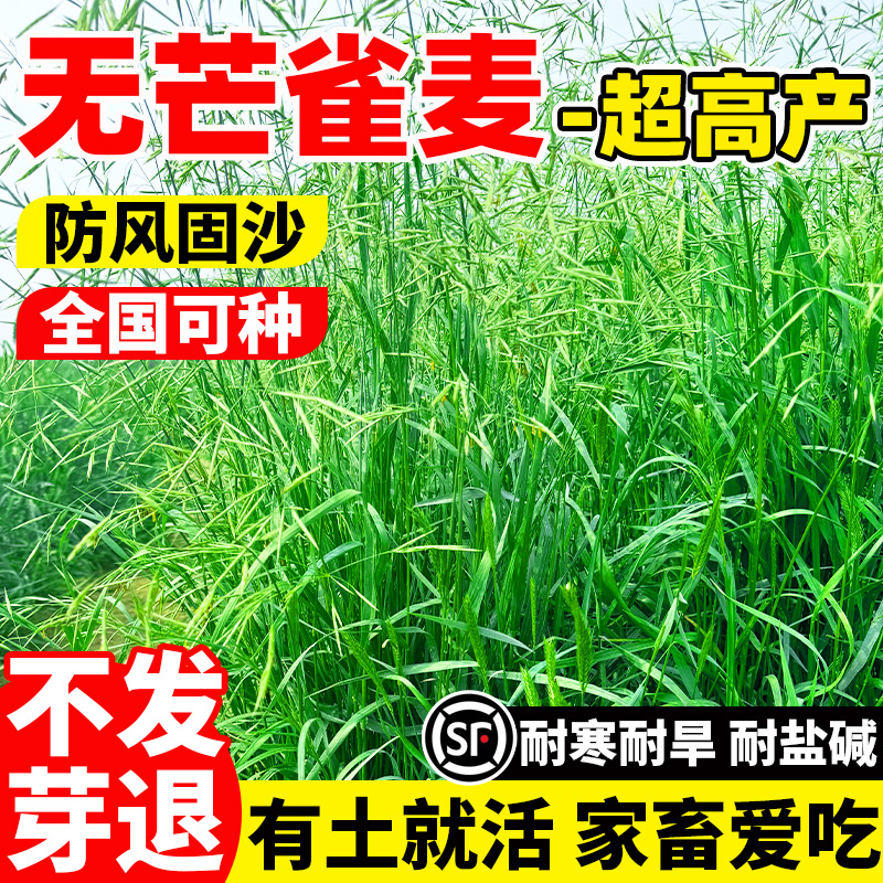 无芒雀麦草籽披碱草碱茅草紫羊茅红豆草芨芨草老芒麦耐寒绿化种子