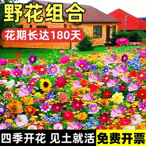 野花组合花种籽子四季播种开花
